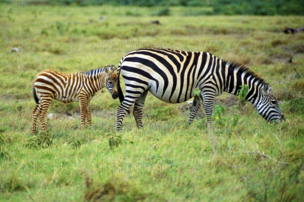 Plains zebra (Equus quagga) with foal in Amboseli National Park, Kenya, Africa, June 2000, vintage,