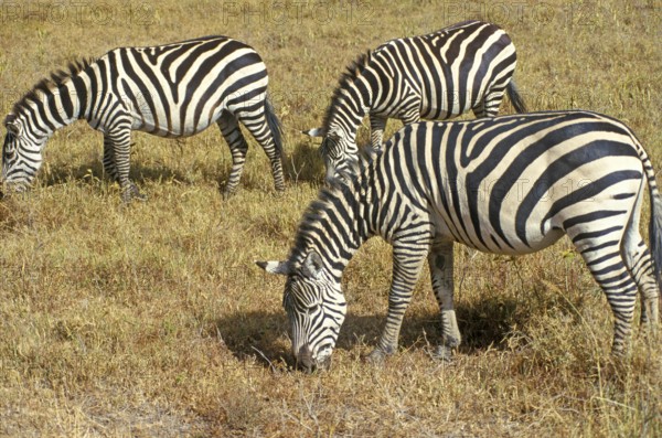 Steppe zebra (Equus quagga) in the Ngorongoro Crater, Tanzania, Africa, June 2000, vintage, retro,