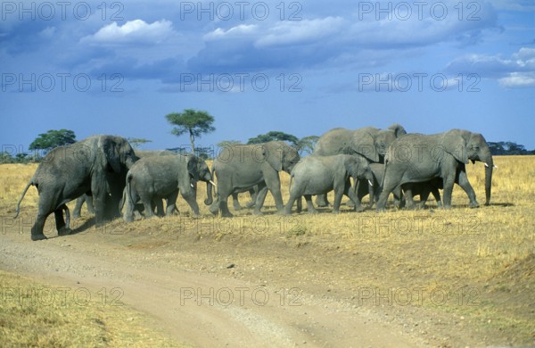 Herd of elephants (Loxodonta africana), Serengeti, Tanzania, Africa, June 2000, vintage, retro,