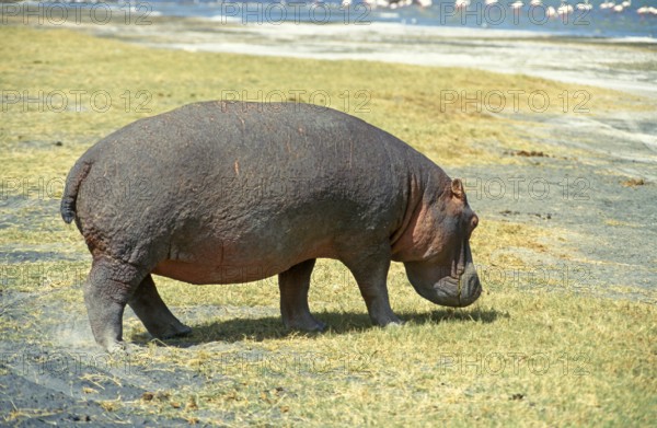 Hippopotamus (Hippopotamus amphibius) in the Ngorongoro Crater, Tanzania, Africa, June 2000,