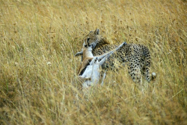 Cheetah (Acinonyx jubatus) with prey, Serengeti, Tanzania, Africa, June 2000, vintage, retro, old,