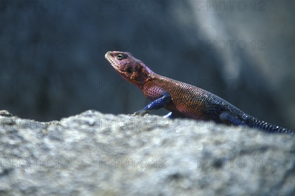 Settler's agama (Agama agama), Serengeti, Tanzania, Africa, June 2000, vintage, retro, old,