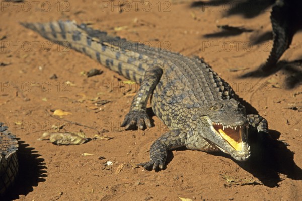 Nile crocodile (Crocodylus niloticus), crocodile farm, Victoria Falls, Zimbabwe, Africa, June 2000,