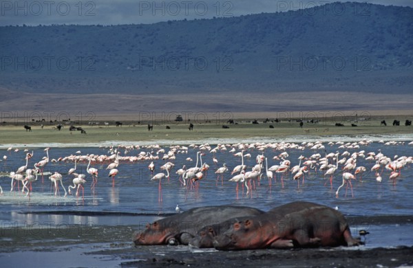 Flamingos, sleeping hippos (Hippopotamus amphibius) in the Ngorongoro Crater, Tanzania, Africa,
