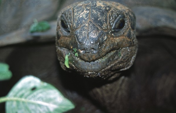 Giant tortoise on Chapwani Island near Zanzibar, Tanzania, Africa, June 2000, vintage, retro, old,