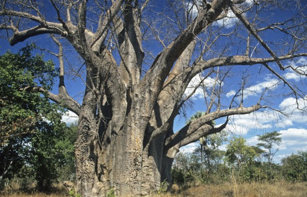 Baobab tree (Adansonia digitata) in Zimbabwe, Africa, June 2000, vintage, retro, old, historical