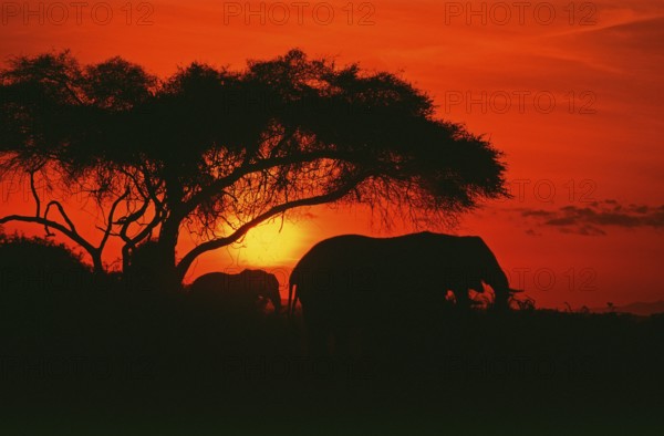 Elephants at sunrise in Amboseli National Park, Orangefilter, Kenya, Africa, June 2000, vintage,