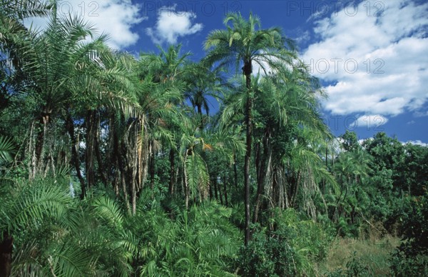 Rainforest near Victoria Falls, Zimbabwe, Africa, June 2000, vintage, retro, old, historic