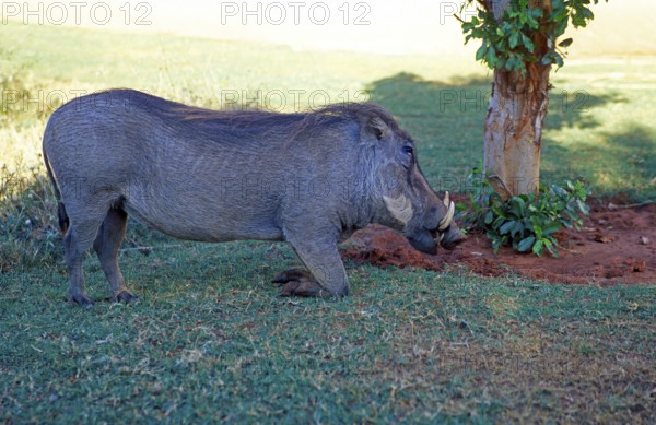 Warthog (Phacochoerus aethiopicus) in Victoria Falls, Zimbabwe, Africa, June 2000, vintage, retro,