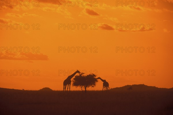 Silhouettes of two giraffes eating from a tree, orange filter, Serengeti, Tanzania, Africa, June