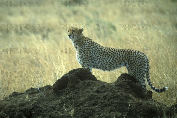 Cheetah (Acinonyx jubatus) in the Serengeti, Tanzania, Africa, June 2000, vintage, retro, old,