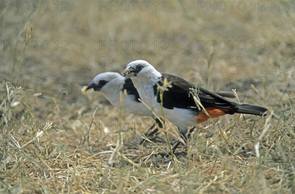 Star weaver (Dinemellia dinemelli), Serengeti National Park, Tanzania, Africa, June 2000, vintage,