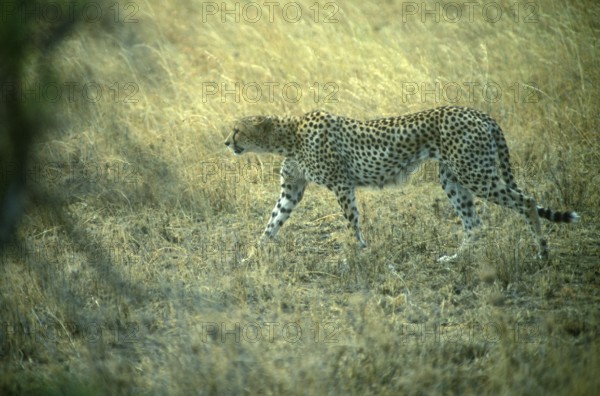 Cheetah (Acinonyx jubatus) in the Serengeti, Tanzania, Africa, June 2000, vintage, retro, old,