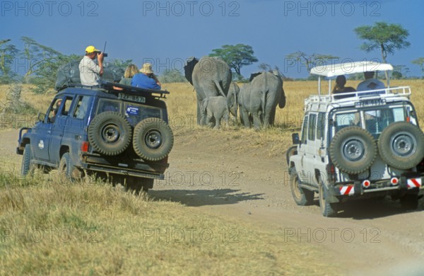 Participants of a safari watching elephants (Loxodonta africana) in the Serengeti, Tanzania,