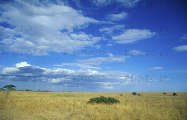 Herd of elephants (Loxodonta africana) in the Serengeti, Tanzania, Africa, June 2000, vintage,