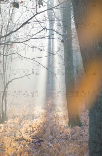 Sunlight in a misty forest, dead, yellow fern fronds, autumnal, bright, autumn leaves, morning