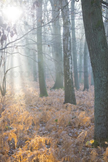 Sunlight breaks through the misty forest and illuminates dead, yellow fern fronds, autumn leaves,