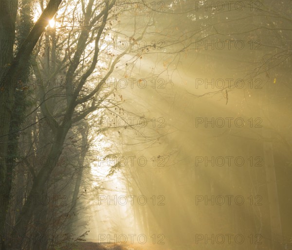 A foggy forest in yellow tones, warm sunrays, light, warmth, autumnal atmosphere, path, flooded