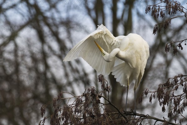Great White Egret (Ardea alba) sitting in a tree and grooming its feathers in a quiet environment,