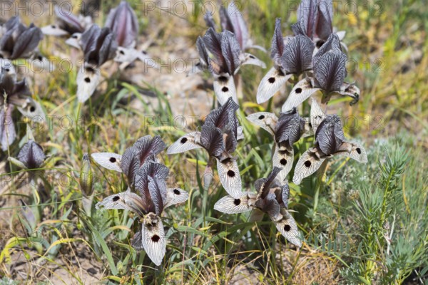 Purple and cream-coloured flowers with detailed petals in a summer meadow landscape, Iris (Iris