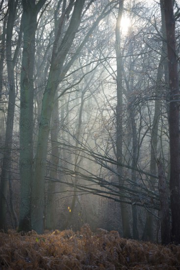 Forest in the morning light, tall trees and old ferns, sunbeams shimmering through branches, mixed