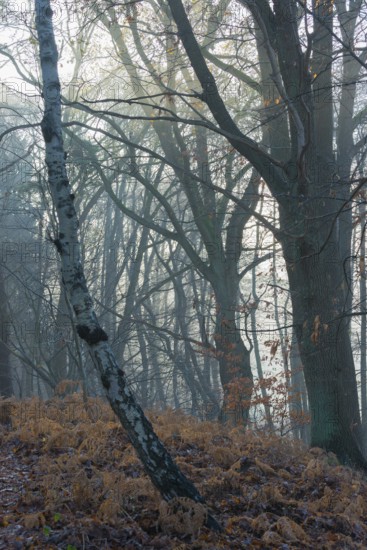 Foggy, cool forest with cold sunlight, tall trees, mixed forest, natural forest, copper beech