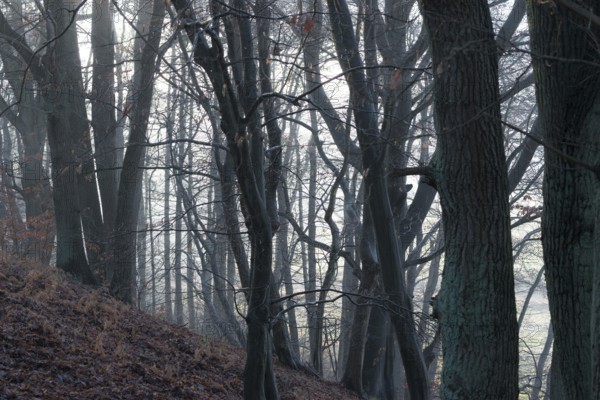 Dark, misty forest with tall trees and shade, mixed forest, natural forest with copper beech (Fagus