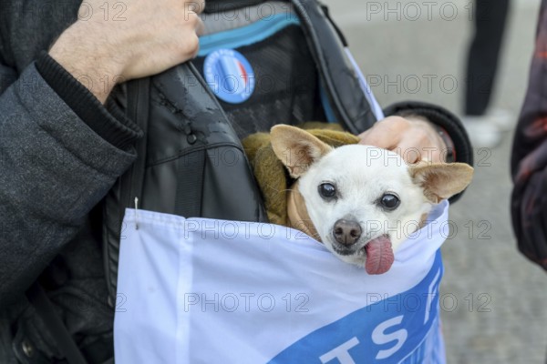 Scientist for Future dog with tongue out at Fridays for Future rally on 10 years of Paris Agreement
