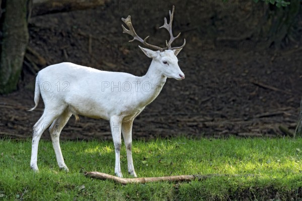 White shovel deer, fallow deer (dama dama), young animal, calf, white fur due to leucism gene