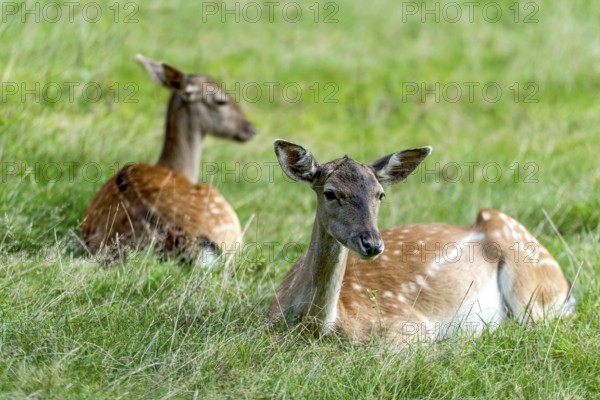 Dams (dama dama) Bald deer, hinds, resting on a meadow at the edge of the forest, Vogelsberg,