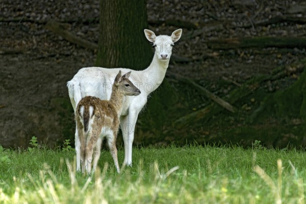 Damson (dama dama), adult doe, white fur due to leucism gene mutation, no albino, with calf on a