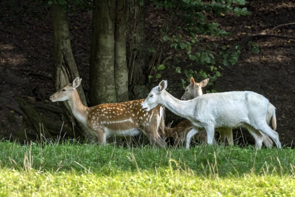 Herd of damas (dama dama) Bald deer, deer cows, coloured, spotted and white due to leucism gene