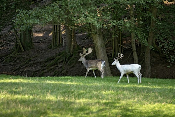 White shovel deer, fallow deer (dama dama), young animal, white fur due to leucism gene mutation,