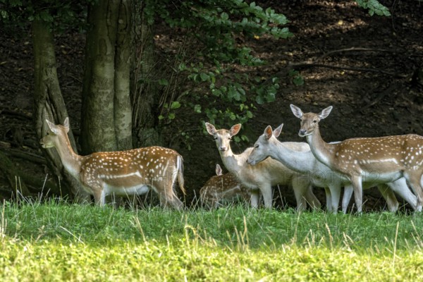 Herd of damas (dama dama) Bald deer, hinds, coloured, spotted and white due to leucism gene