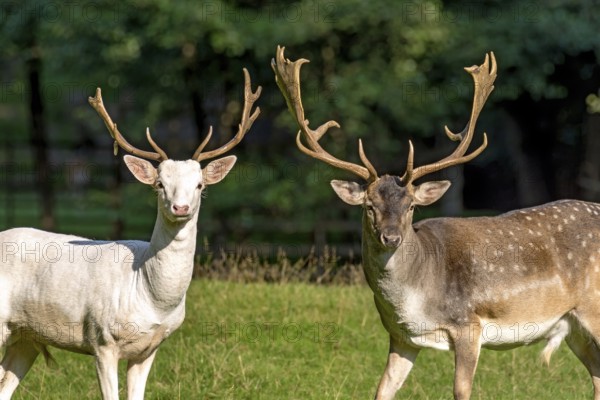 White shovel deer, fallow deer (dama dama), young animal, white fur due to leucism gene mutation,