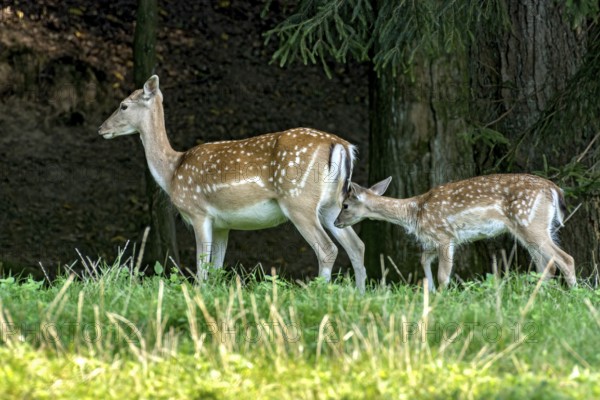 Damson (dama dama), adult, doe, wild deer with young, calf, grazing on a meadow in a clearing at