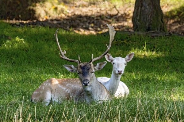 Fallow deer (dama dama), male, stag and doe, white fur due to leucism gene mutation, no albino,
