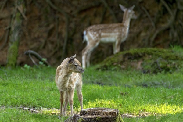 Damsels (dama dama), hind adult with young, calf, wild deer, on a meadow in a forest clearing,