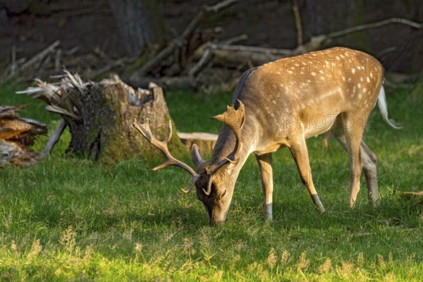 Fallow deer (dama dama), shovel deer, male, deer eating grass, grazing in a meadow at edge of