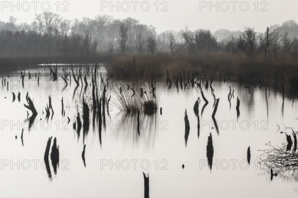 Moorland, Bargerveen, Drenthe, Netherlands