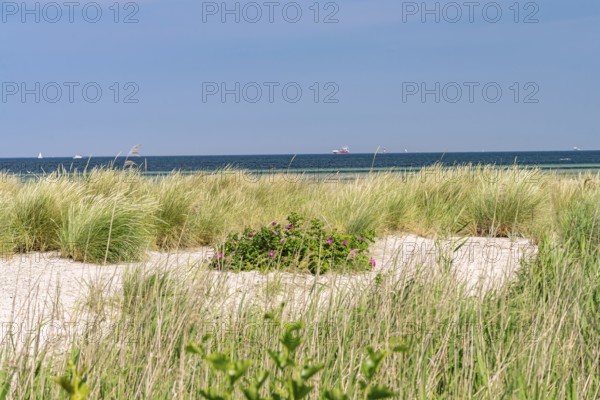 Dune landscape on the beach of the Kiel Fjord in Laboe, Schleswig-Holstein, Germany