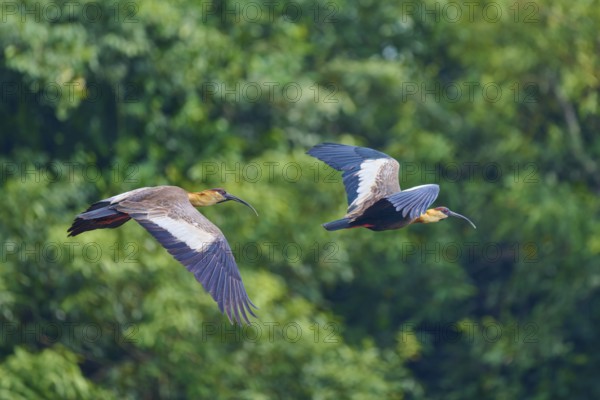 Two woodland ibises flying synchronously in front of a dense forest background, white-necked ibis