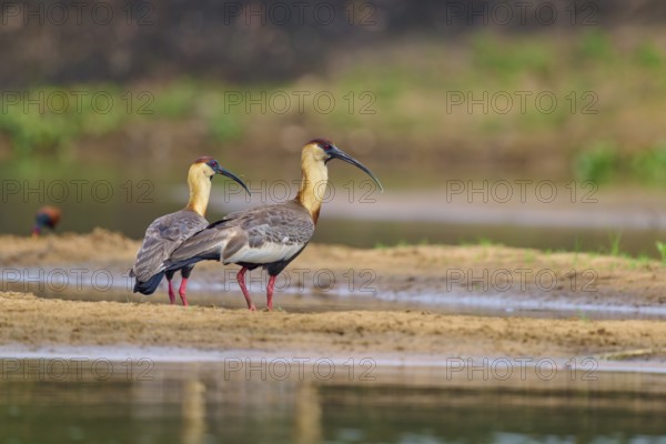 Two woodland ibises standing at the edge of the water and looking in the same direction,