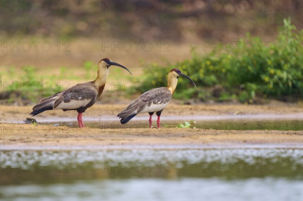 Two woodland ibises standing on the bank of a body of water, surrounded by green vegetation,