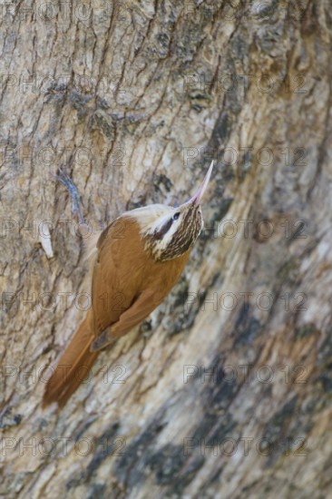 Brown and white bird climbing on tree bark, well camouflaged in its natural environment, Southern