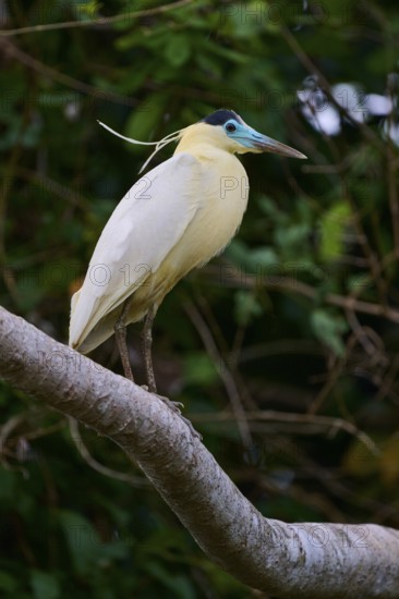 A bird sits on a branch, amidst dense green vegetation, with contrasting plumage, Capped Heron