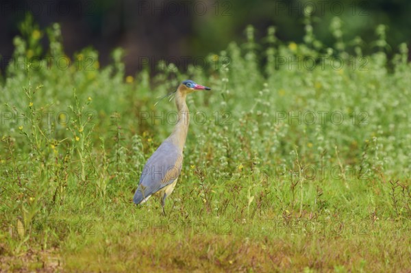 A heron stands in the middle of a green meadow, surrounded by natural vegetation, in a peaceful