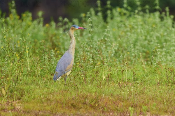 A heron stands still in a green meadow, surrounded by plants, in a quiet, natural environment,