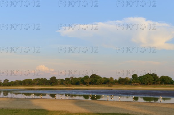 Birds on the lakeshore at sunset, surrounded by trees and clouds with a clear sky, Jabiru (Jabiru