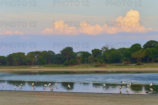 Birds at the lake, surrounded by green trees and cloudy sky, Jabiru (Jabiru mycteria), Pantanal,